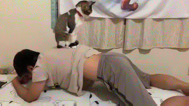 懂了 原来我瘦不下来是因为没有猫